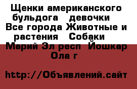 Щенки американского бульдога ( девочки) - Все города Животные и растения » Собаки   . Марий Эл респ.,Йошкар-Ола г.